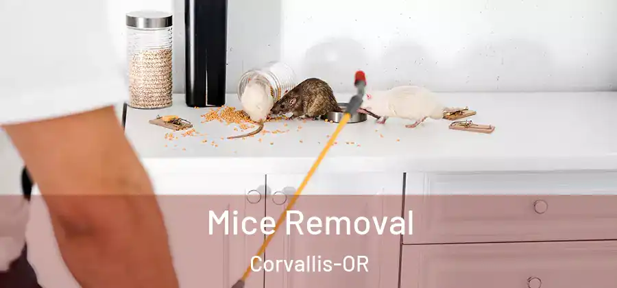  Mice Removal Corvallis-OR