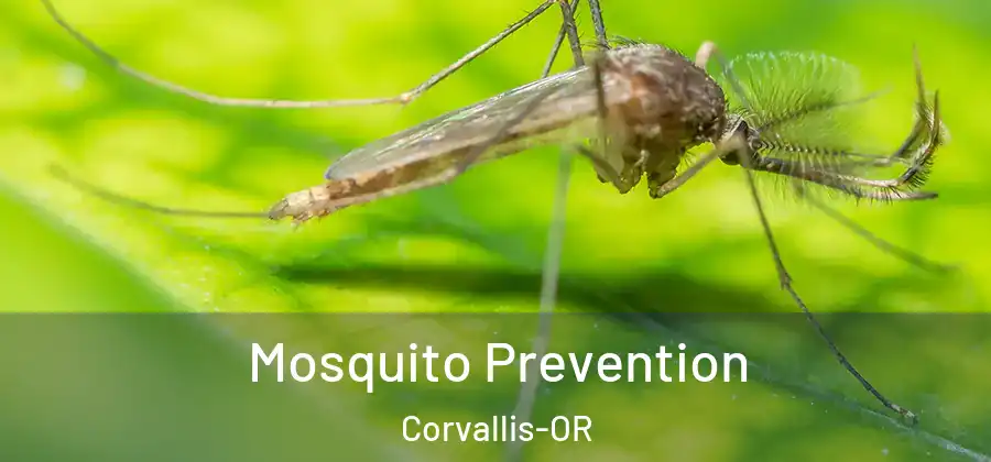 Mosquito Prevention Corvallis-OR