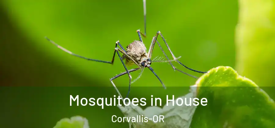  Mosquitoes in House Corvallis-OR