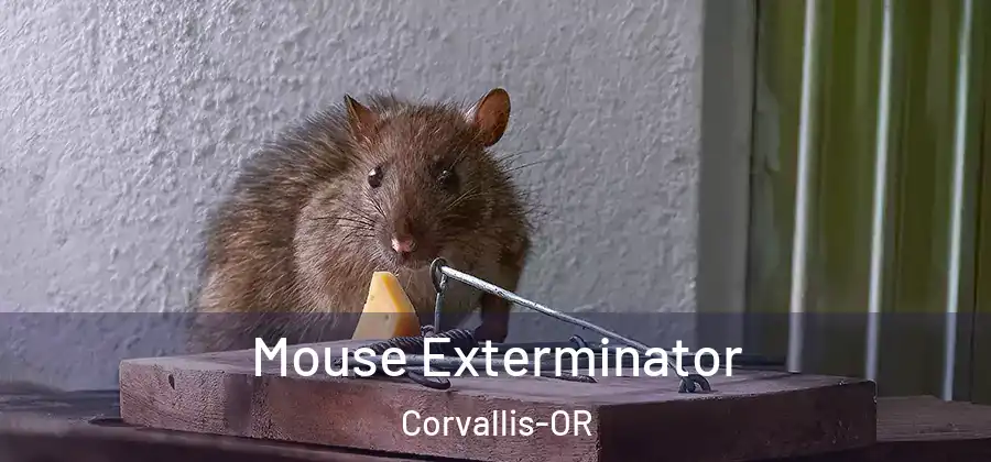 Mouse Exterminator Corvallis-OR