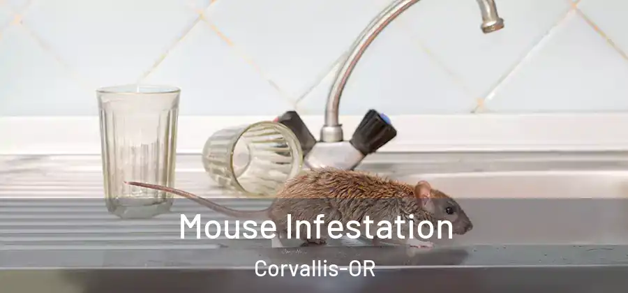 Mouse Infestation Corvallis-OR