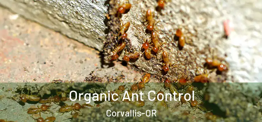 Organic Ant Control Corvallis-OR