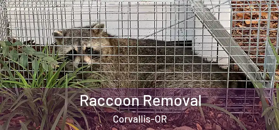 Raccoon Removal Corvallis-OR