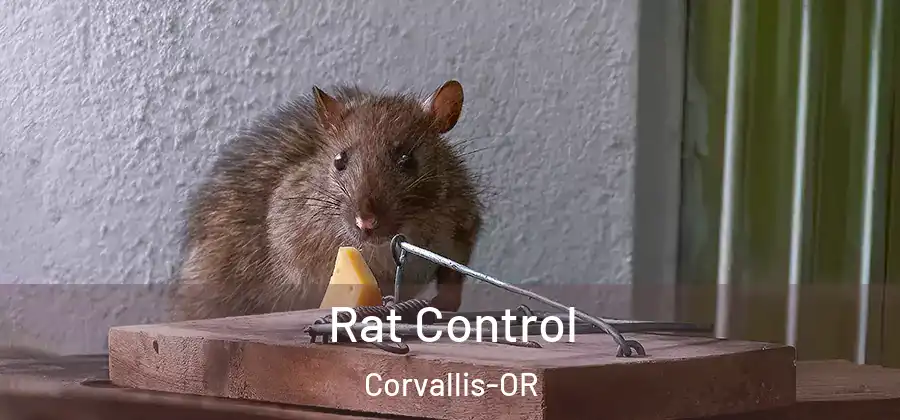 Rat Control Corvallis-OR