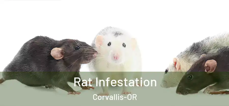  Rat Infestation Corvallis-OR