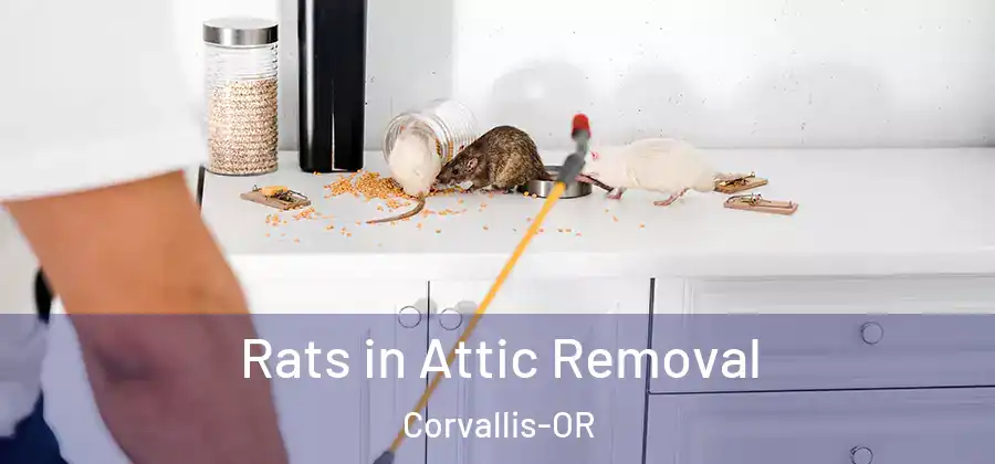  Rats in Attic Removal Corvallis-OR