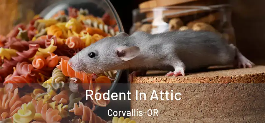 Rodent In Attic Corvallis-OR