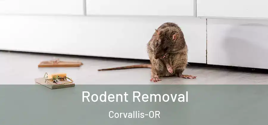 Rodent Removal Corvallis-OR