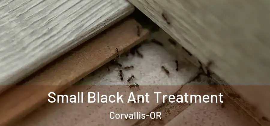 Small Black Ant Treatment Corvallis-OR