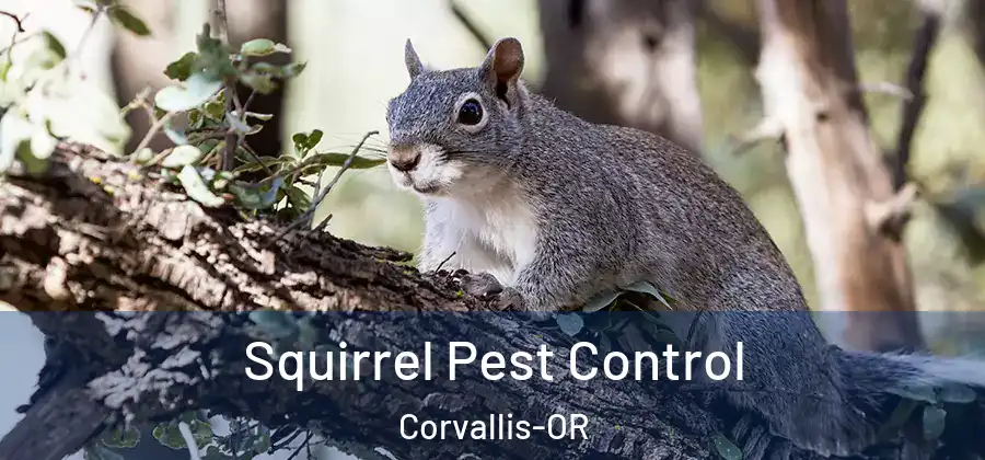  Squirrel Pest Control Corvallis-OR