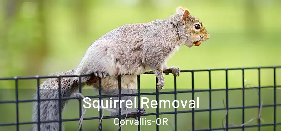 Squirrel Removal Corvallis-OR