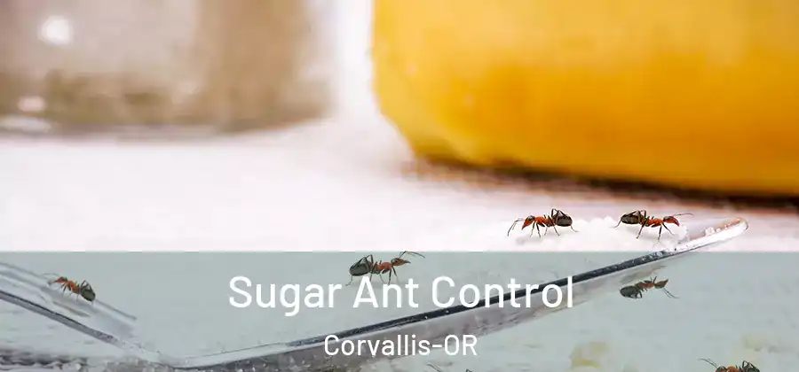  Sugar Ant Control Corvallis-OR