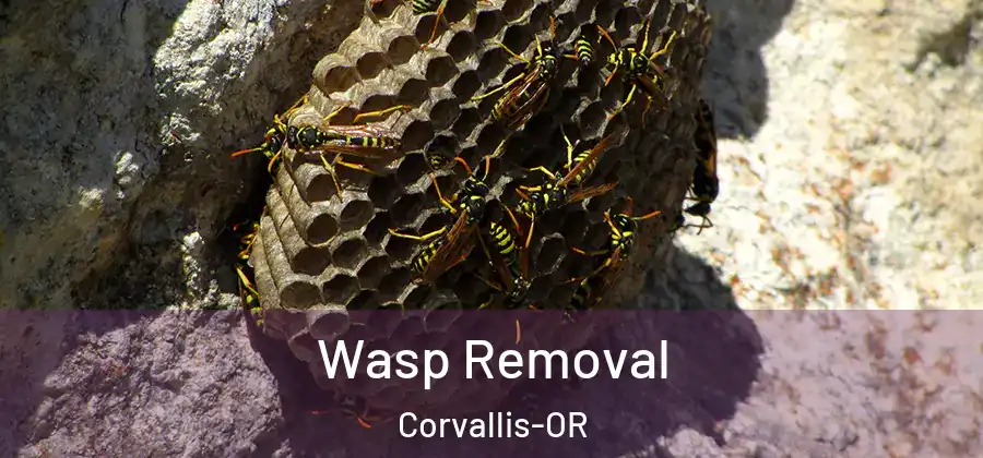  Wasp Removal Corvallis-OR