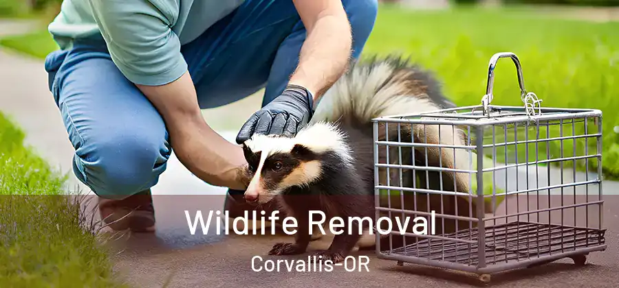 Wildlife Removal Corvallis-OR