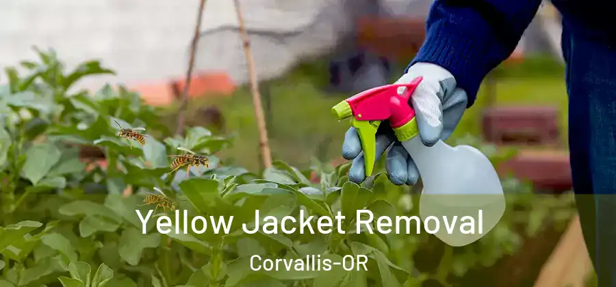  Yellow Jacket Removal Corvallis-OR